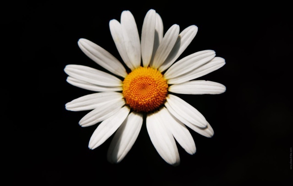 Белая ромашка на черном фоне