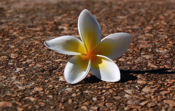 Белый цветок на гранитной плите