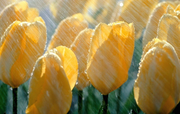 Желтые тюльпаны под дождем