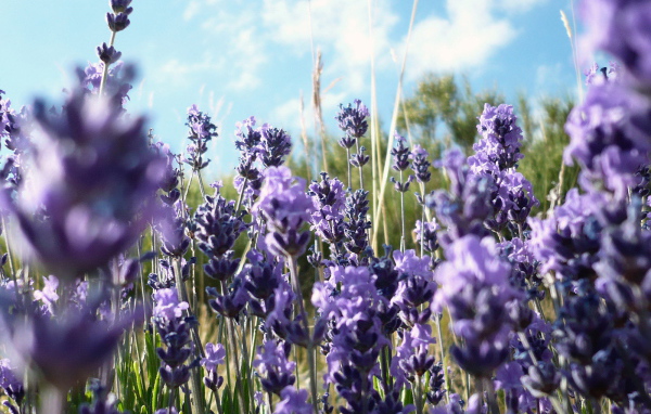 Фиолетовые полевые цветы в траве