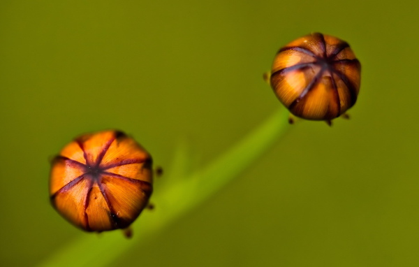 Бутоны цветка на зеленом фоне