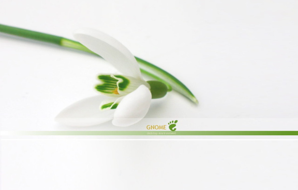 Белый цветок на белом фоне