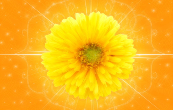 Желтый цветок на оранжевом фоне