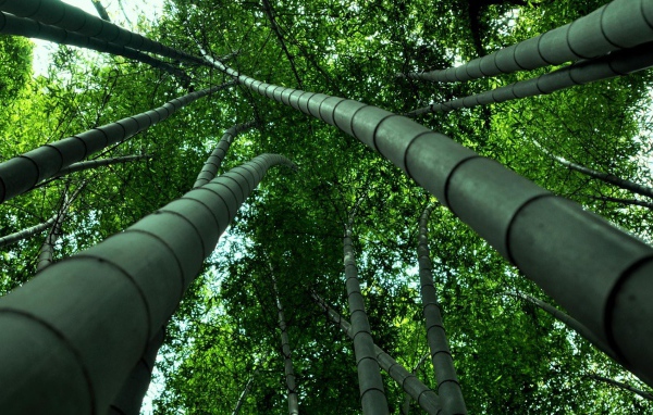 Бамбуковые деревья уходят ввысь