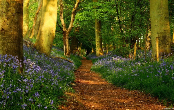 Голубые цветы по обочинам тропы в лесу