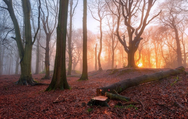 Спиленное дерево в лесу