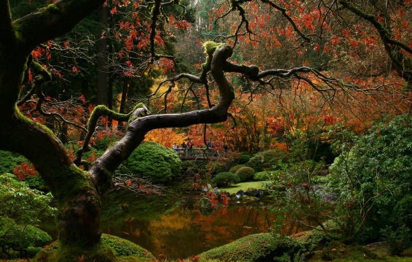 Засохшее дерево в японском саду