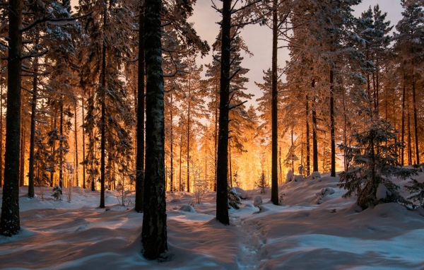 Сказочный зимний лес на закате
