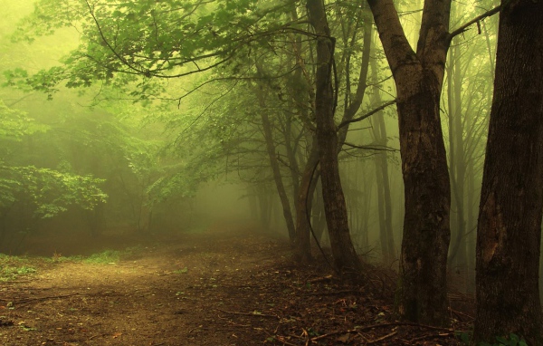 Туман в утреннем лесу