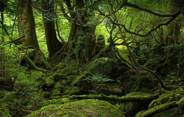 Лес во власти мхов