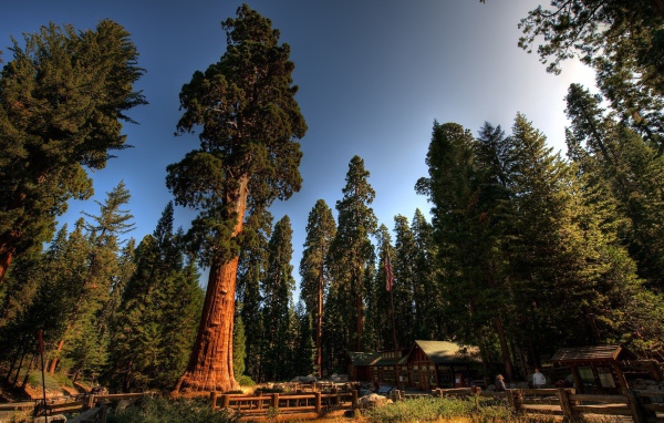 Домик лесника под могучими секвойями