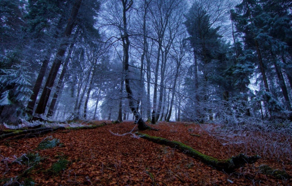 Морозное утро в чаще леса
