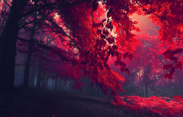 Мрачный лес с красными листьями