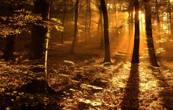 Золотой солнечный свет в лесу