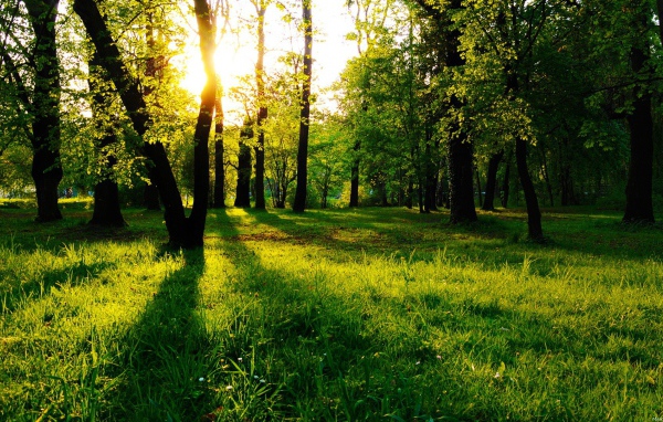 Зеленая трава и молодые листья на деревьях