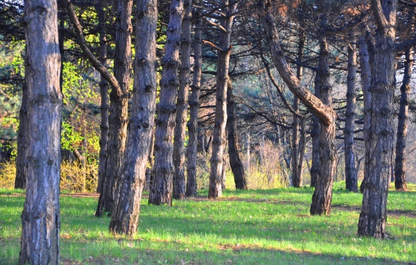 Зеленая трава под стволами хвойных деревьев