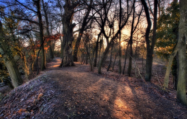 Холм с деревьями посреди леса