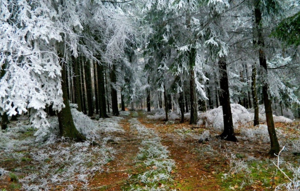 Иней в лесу