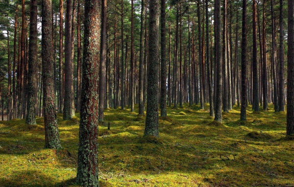 Покрытые лишайником стволы деревьев