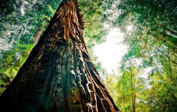 Могучая секвойя в лесу