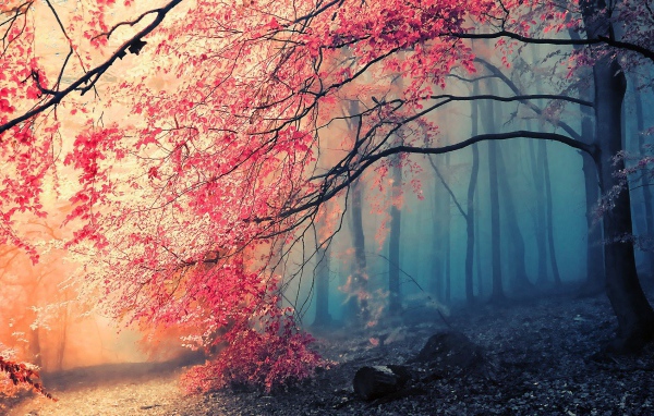 Туманный осенний лес