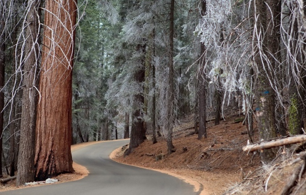 Утренний иней на могучих деревьях в лесу