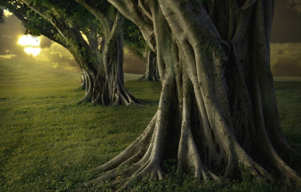 Мощные стволы деревьев в парке