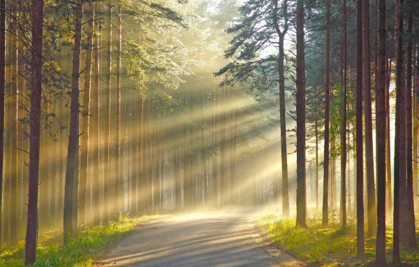 Лучи солнца сквозь дым в лесу