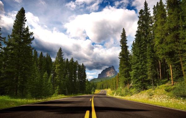 Дорога с желтой разметкой среди леса