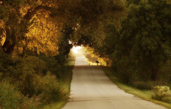 Неровная дорога среди деревьев