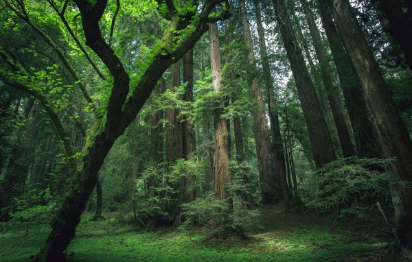 Деревья секвойи в лесу