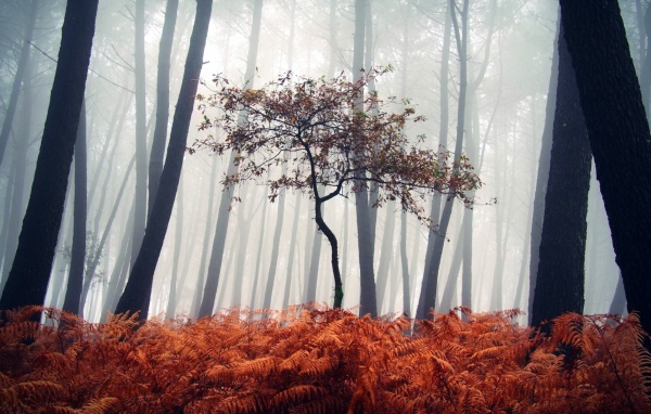 Маленькое дерево среди сухих папоротников