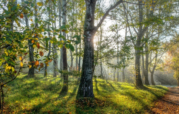 Весенние березы в лесу