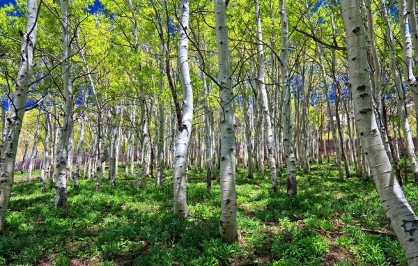 Весенняя березовая роща