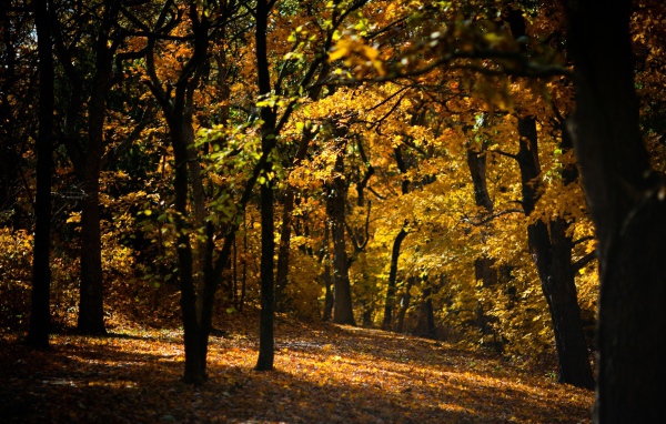 Усыпанная опавшими листьями дорожка в лесу