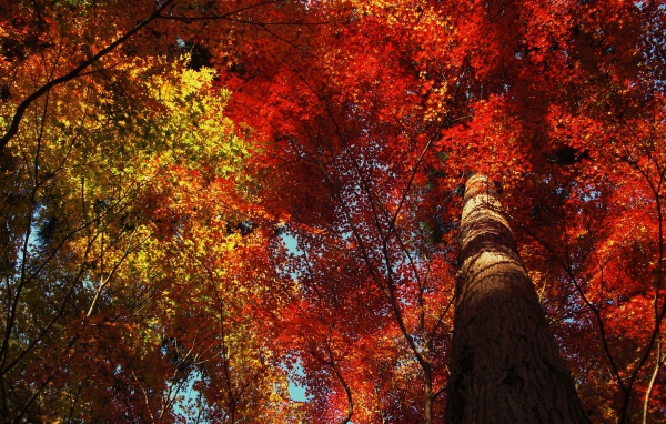 Высокое дерево в осеннем лесу