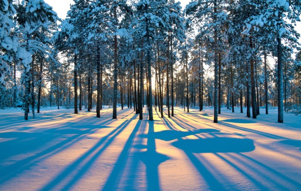 Тени деревьев в зимнем лесу