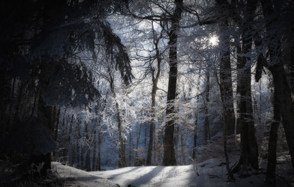 Лучи солнца в заснеженном лесу