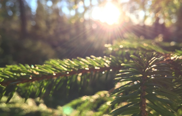 Лучи солнца на молодых еловых побегах