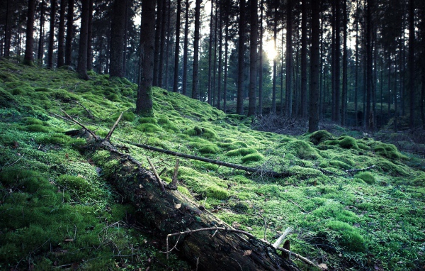 Ствол упавшего дерева на мху в лесу