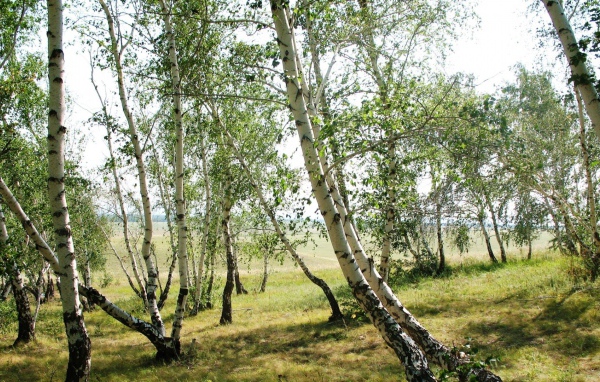 Тонкие березки весной