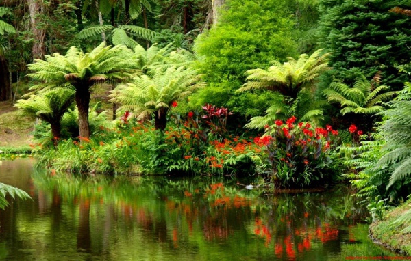 Тропический лес на берегу реки