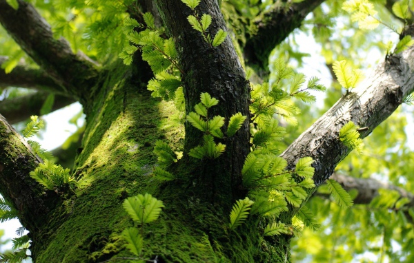 Молодые побеги на дереве