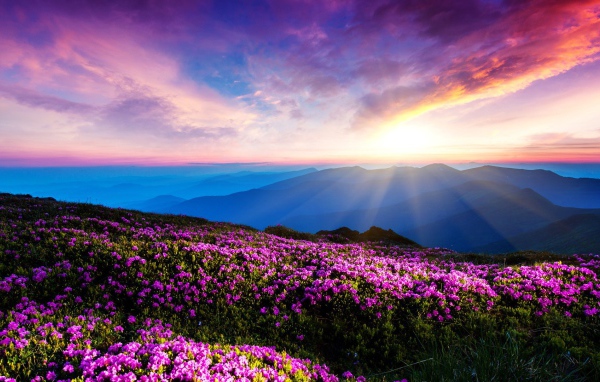 Цветущие горные склоны