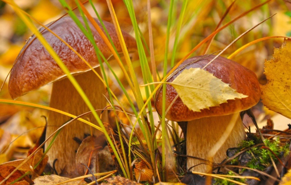 Пара белых грибочков