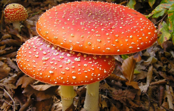 Большие мухоморы в лесной чаще