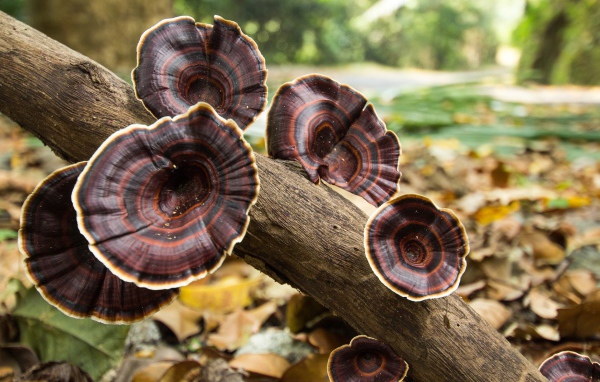 Коричневые грибы на стволе дерева