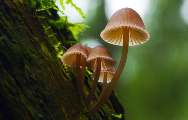 Семейка грибов на коре дерева