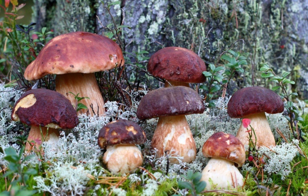 Семья белых грибов