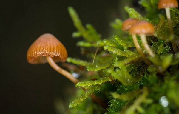 Макрофото маленьких грибов